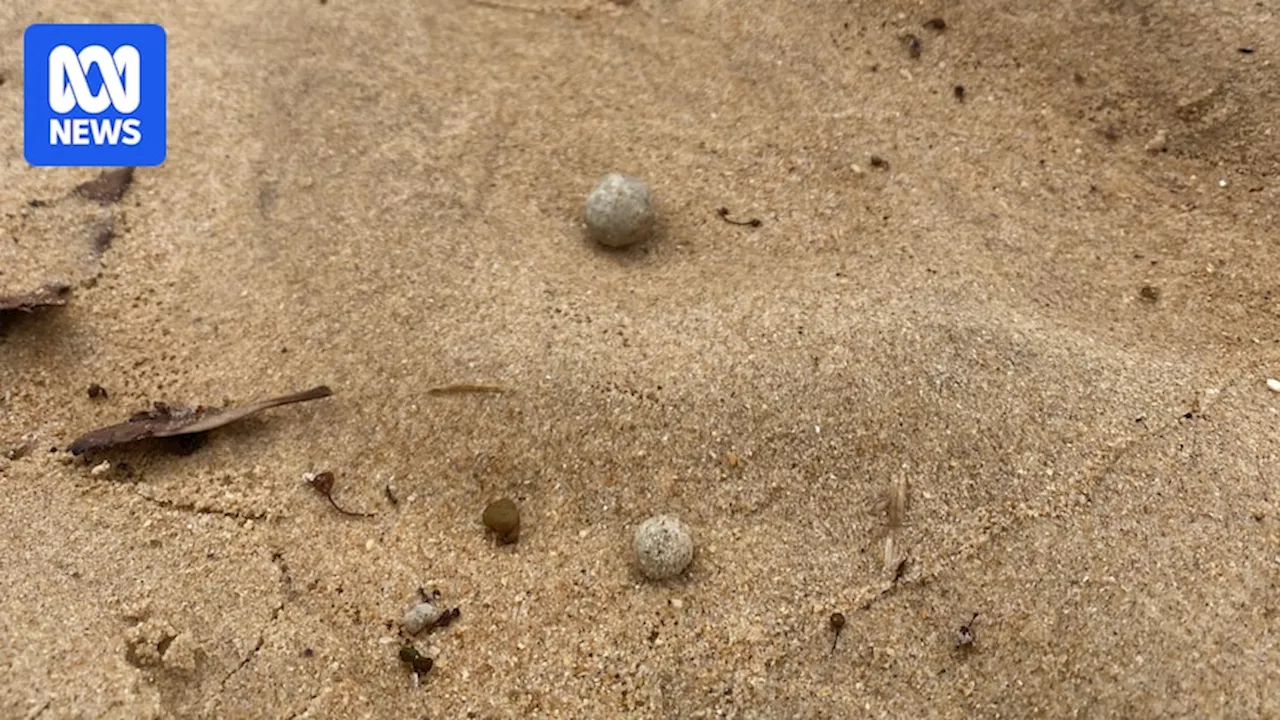 Mysterious Balls Wash Up on Sydney Beaches Again