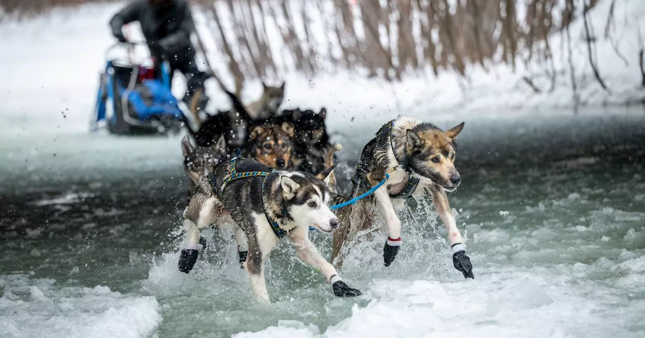 Jessie Holmes Dominates Copper Basin 300, Securing Victory and Eyeing Iditarod Success