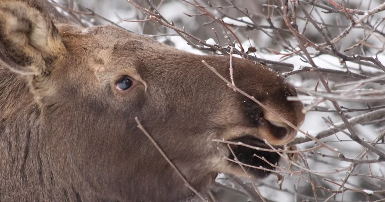 Federal Funds to Help Reduce Wildlife Collisions on Alaska's Glenn Highway