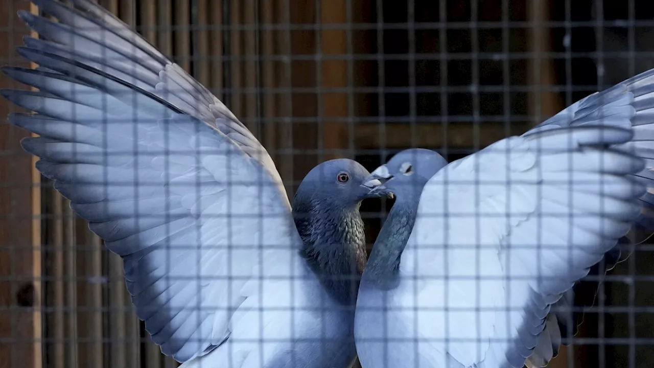 Pastoral pastime of pigeon racing faces high anxiety over crime spree