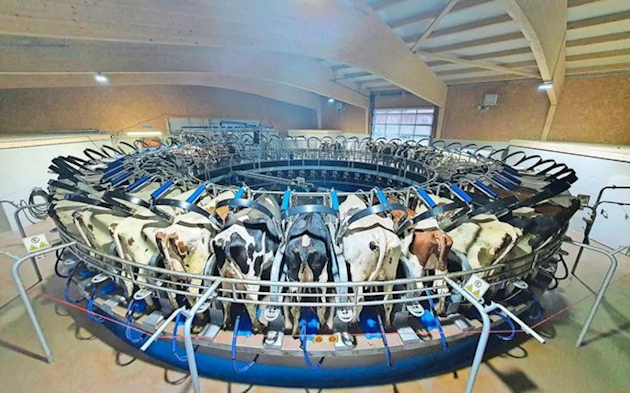 Schweizer Bauern bauen das grösste Melkkarussell der Schweiz