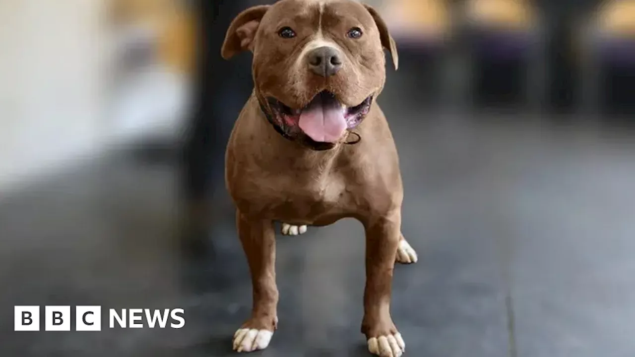 Wolverhampton dog show venue disputes XL bullies safety fears