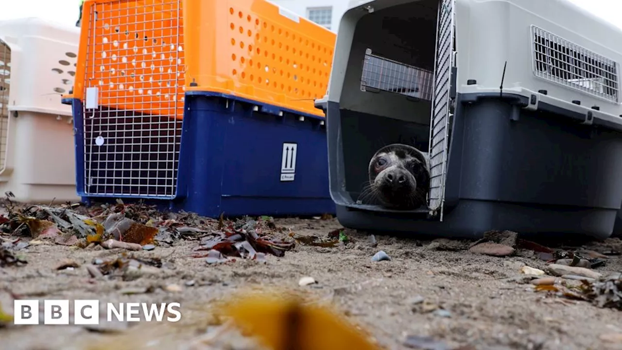 Seal pups rescued by the RSPCA released back into the wild