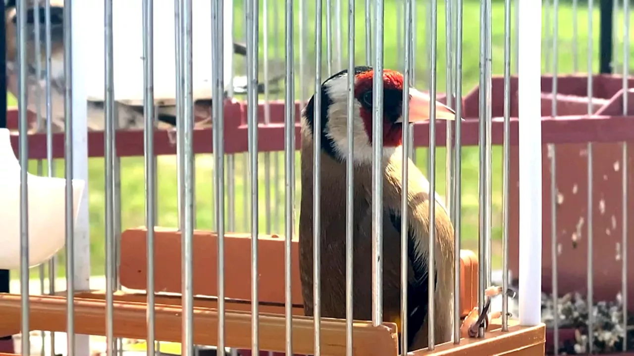 Trafic d'oiseaux protégés: un homme condamné à Marseille à douze mois de prison avec sursis