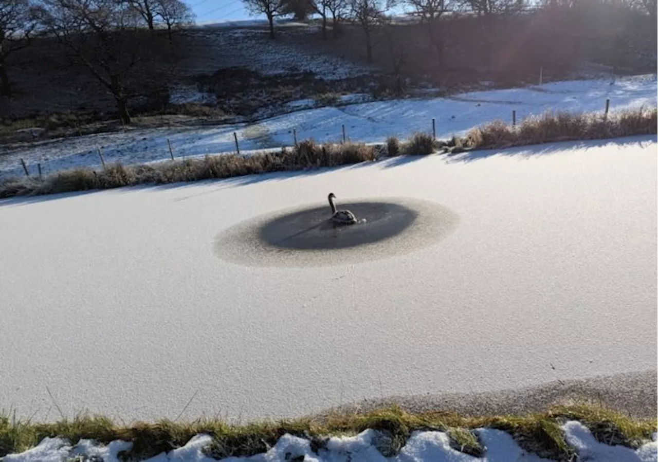 RSPCA Rescues Cygnet Trapped in Ice on Leeds and Liverpool Canal