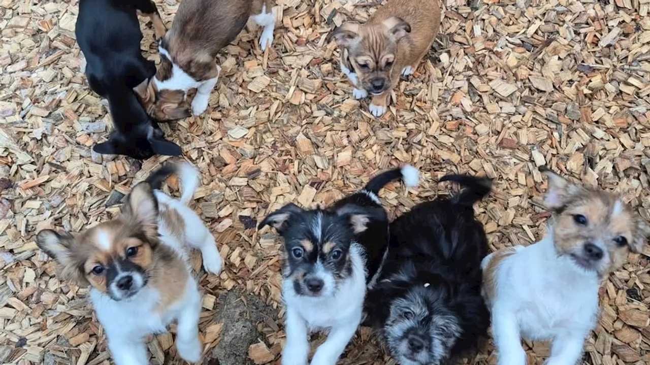 Ausgesetzte Hundewelpen bekommen neues Zuhause