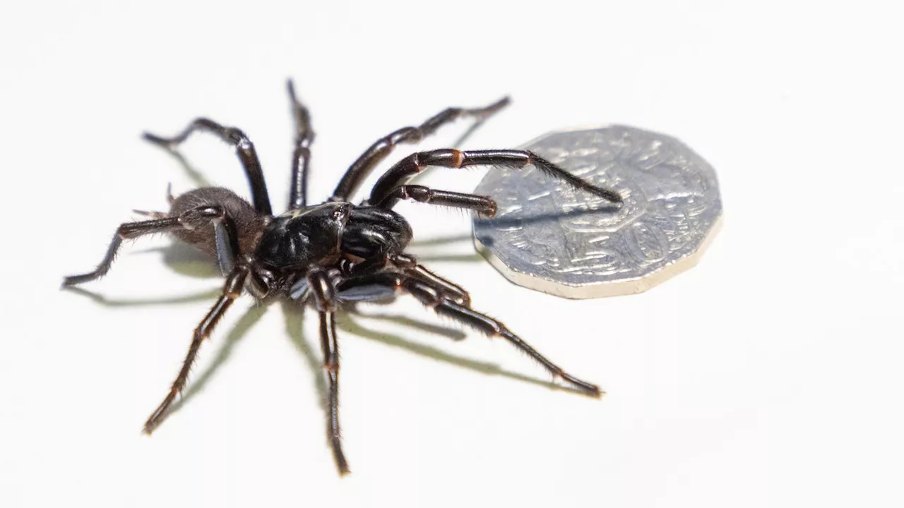 Drei Arten der Sydney-Trichternetzspinne entdeckt – Neues Gegengift in Sicht