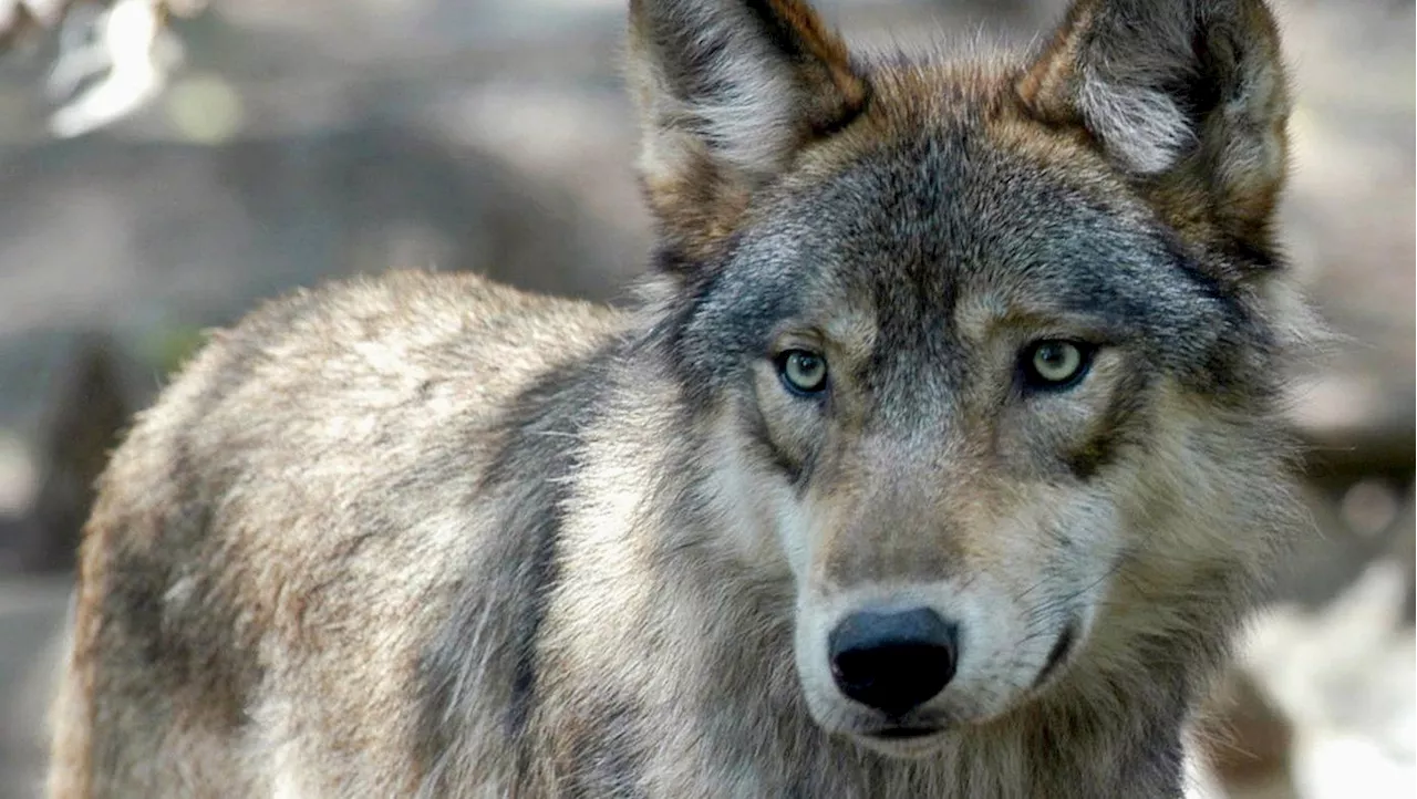 US Team Begins Capturing Wolves in B.C. for Colorado Reintroduction