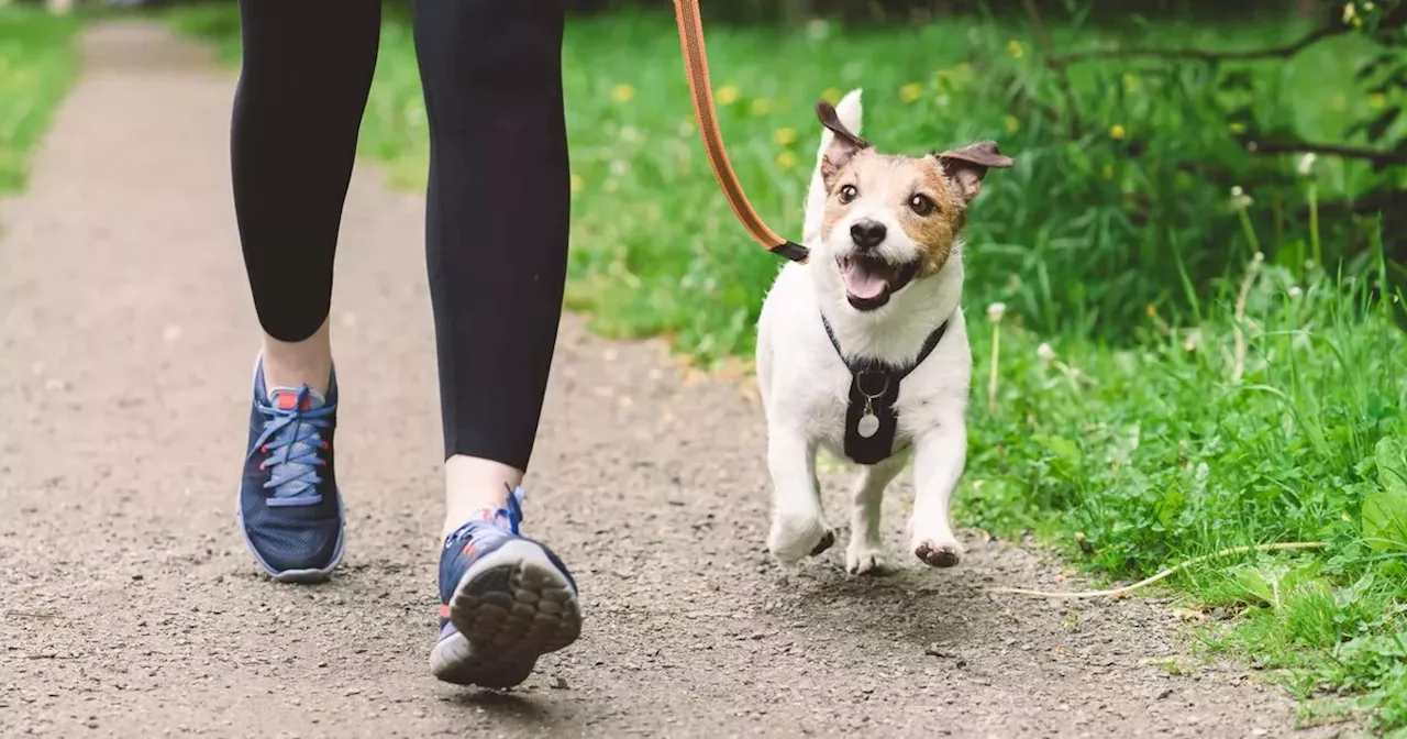 How Much Exercise Does Your Dog Really Need?