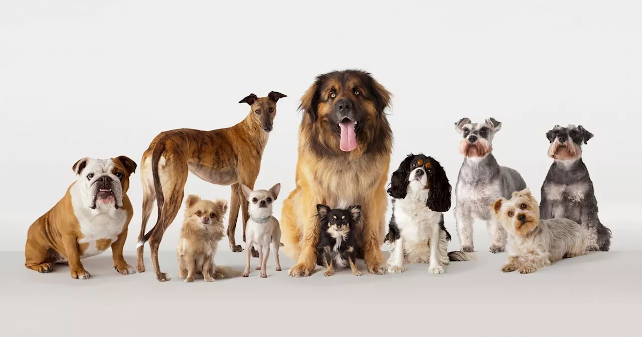 These 3 Dog Breeds Are 'Rarely' Problematic, Says Expert