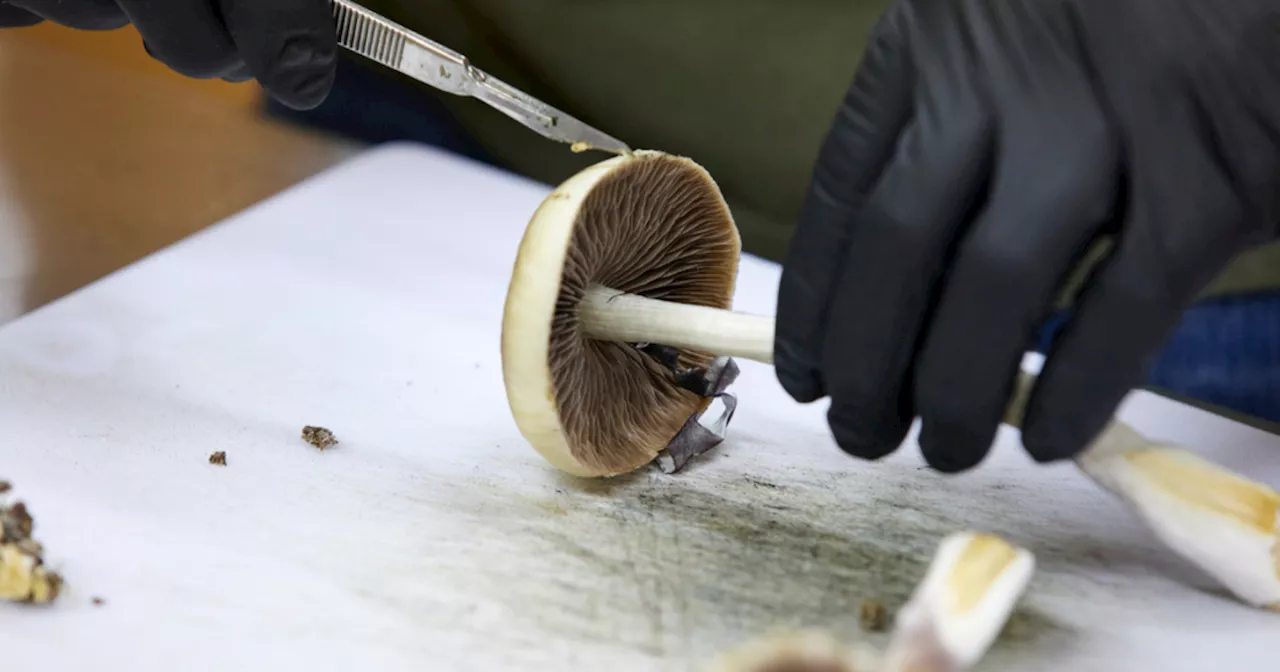 Bill to legalize synthetic version of psilocybin in Colorado advances