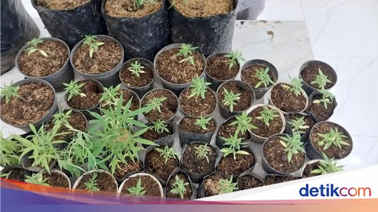 Mahasiswa Lulusan Pertanian Diringkus Karena Tanam Ganja di Rumah