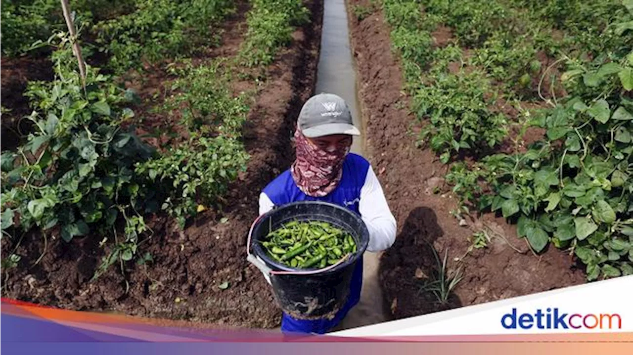 Zulhas Ungkap Petani Kini Bisa Raup Rp 15 Juta per Bulan