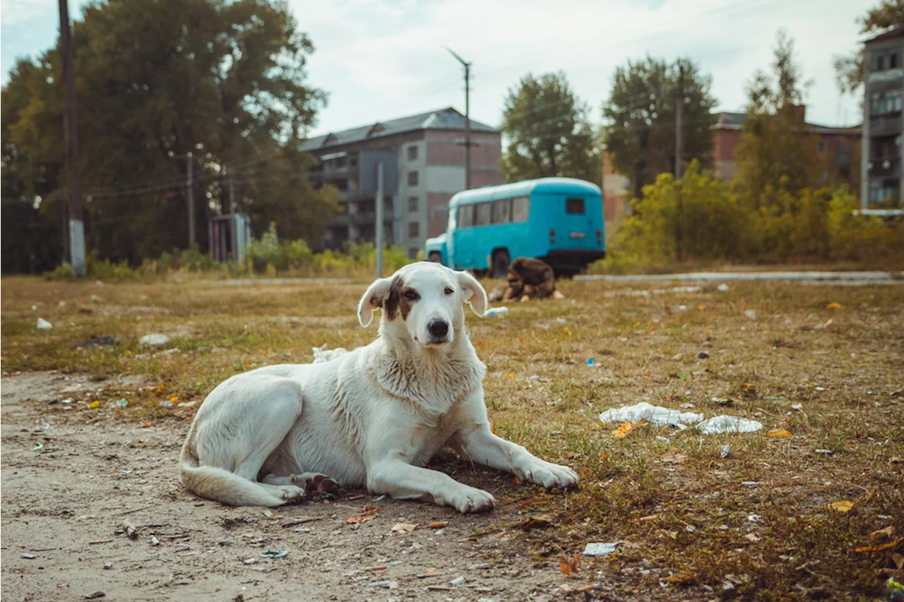 Chornobyl Dog Study Finds No Evidence of Radiation-Induced Genetic Mutations