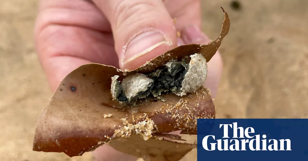 Mystery 'Grease Balls' Reopen Seven Sydney Beaches