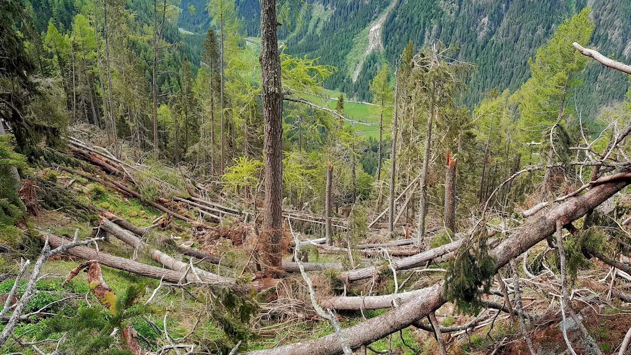 Forstschäden mit Rekordwerten - Klima-Stürme erzwingen jetzt 'Umbau' unseres Waldes