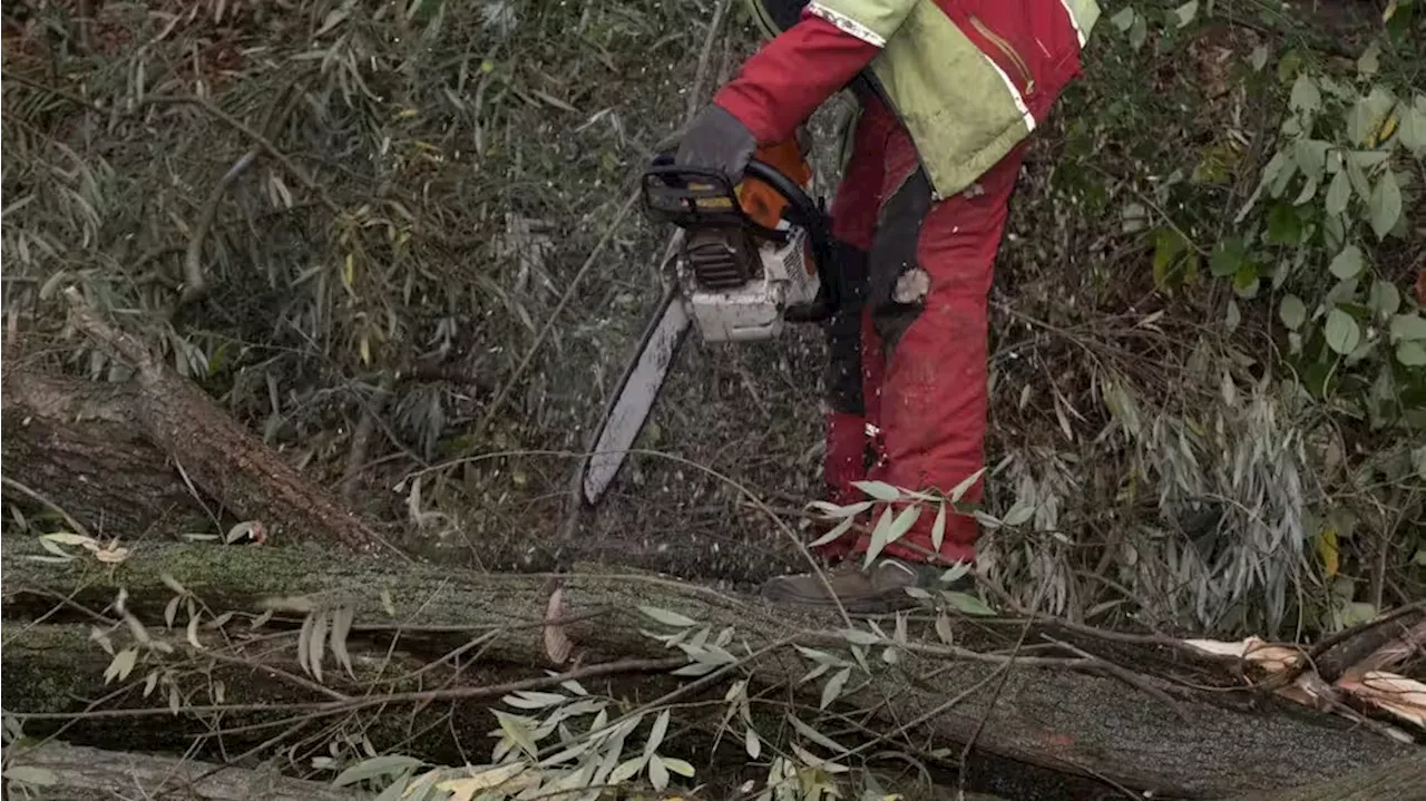 Führte Arbeiten alleine durch - Mann (23) wird im Wald von Baum erschlagen und stirbt