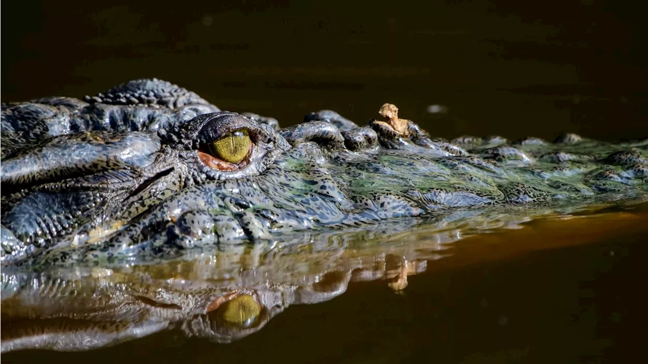  Krokodile sollen Menschen mit neuer Taktik anlocken