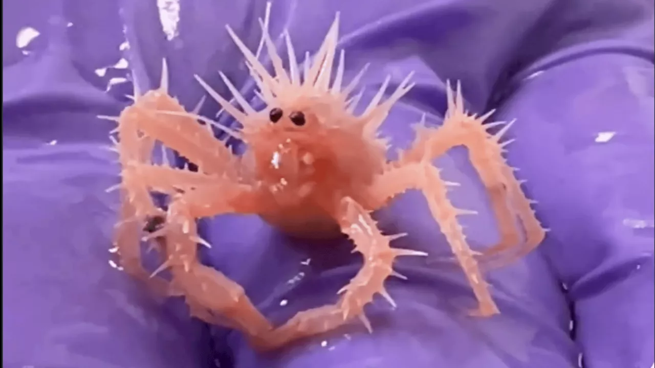 Viral Video of Baby King Crab Captures Hearts Online