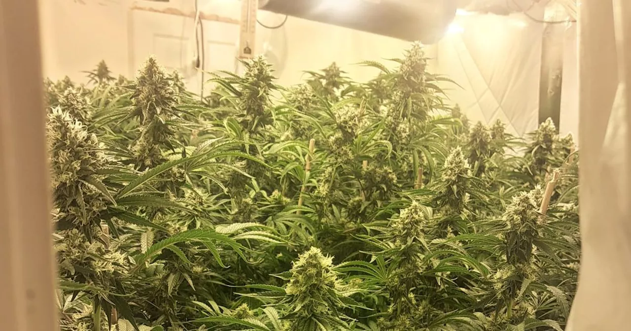 Man Arrested After Sophisticated Cannabis Growhouse Found in Wexford