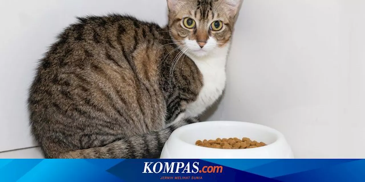 4 Penyakit yang Menyerang Saat Kucing Tidak Mau Makan, Jangan Abai