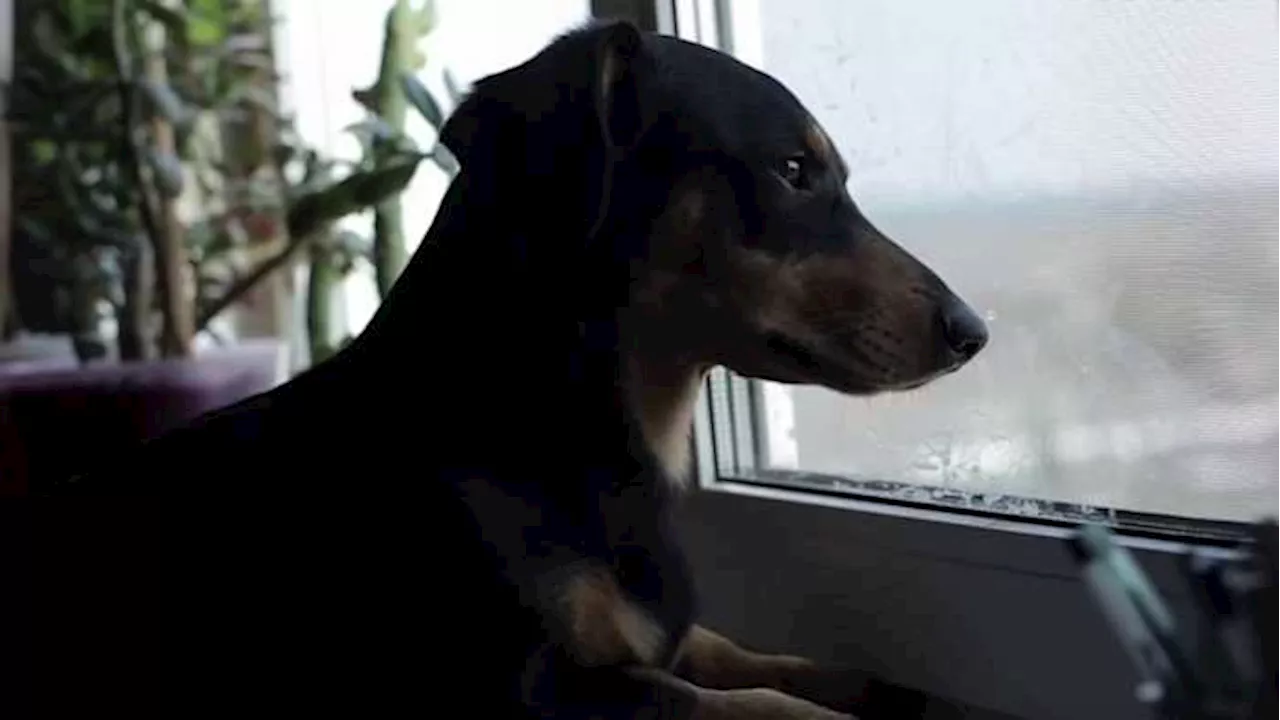 Battered Woman Shelter Provides Dog Kennel for Domestic Violence Survivors' Pets