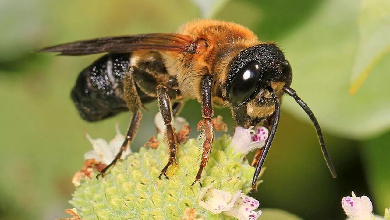 Atlas de la Biodiversité à Nérac : 152 Nouvelles Espèces Découvertes