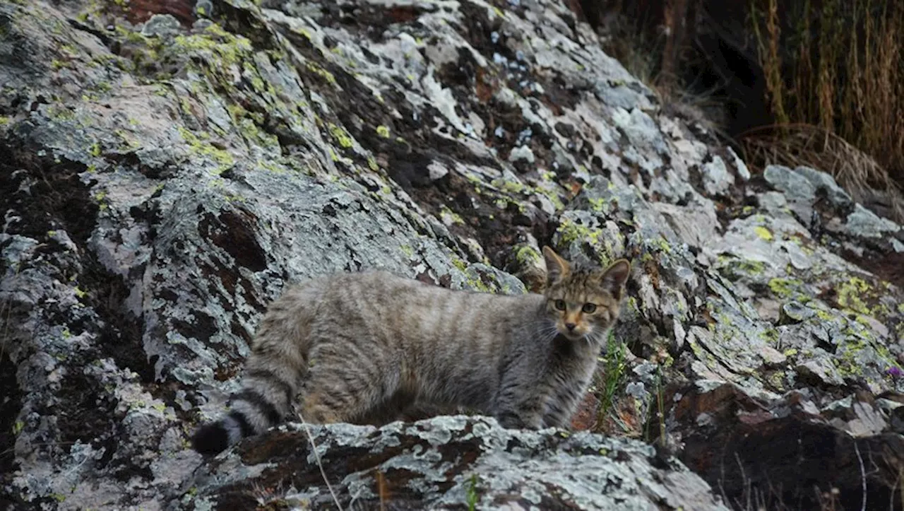 Les gènes ont parlé : le chaton découvert au nord du Lot est un chat forestier