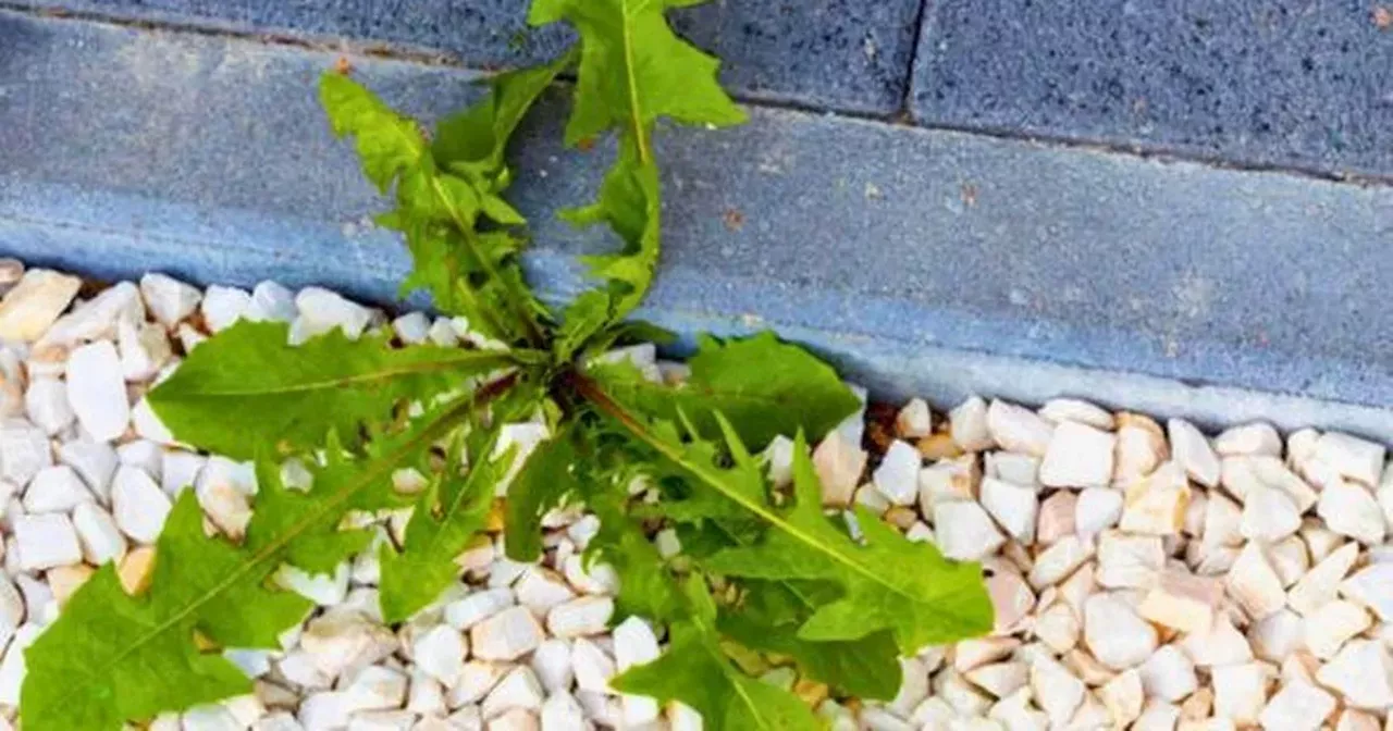 Gardening Expert Reveals The Most Effective Way To Remove Weeds From Gravel