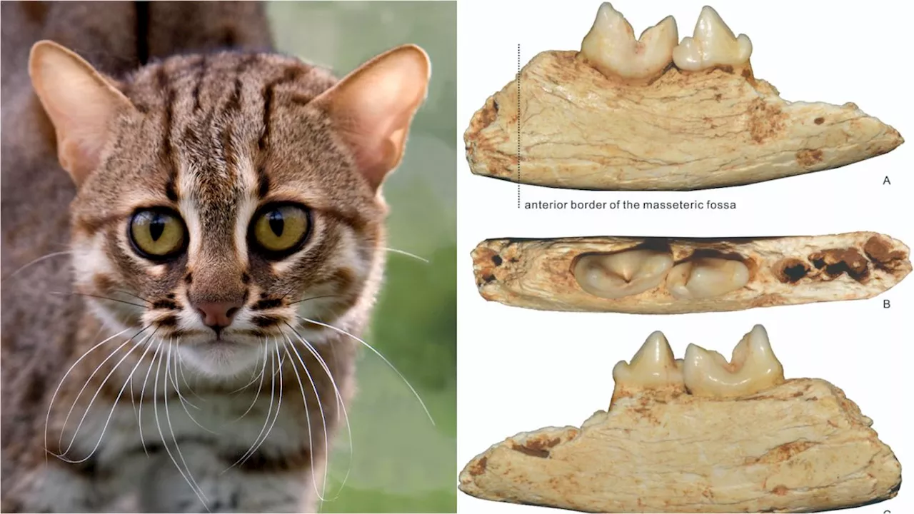 Palm-Sized Cat Fossils Found in Chinese Cave