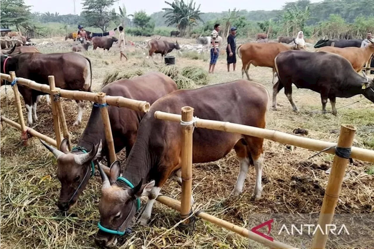 12 Daerah di Sumbar Terpapar PMK, DPKH Distribusikan 20.000 Dosis Vaksin