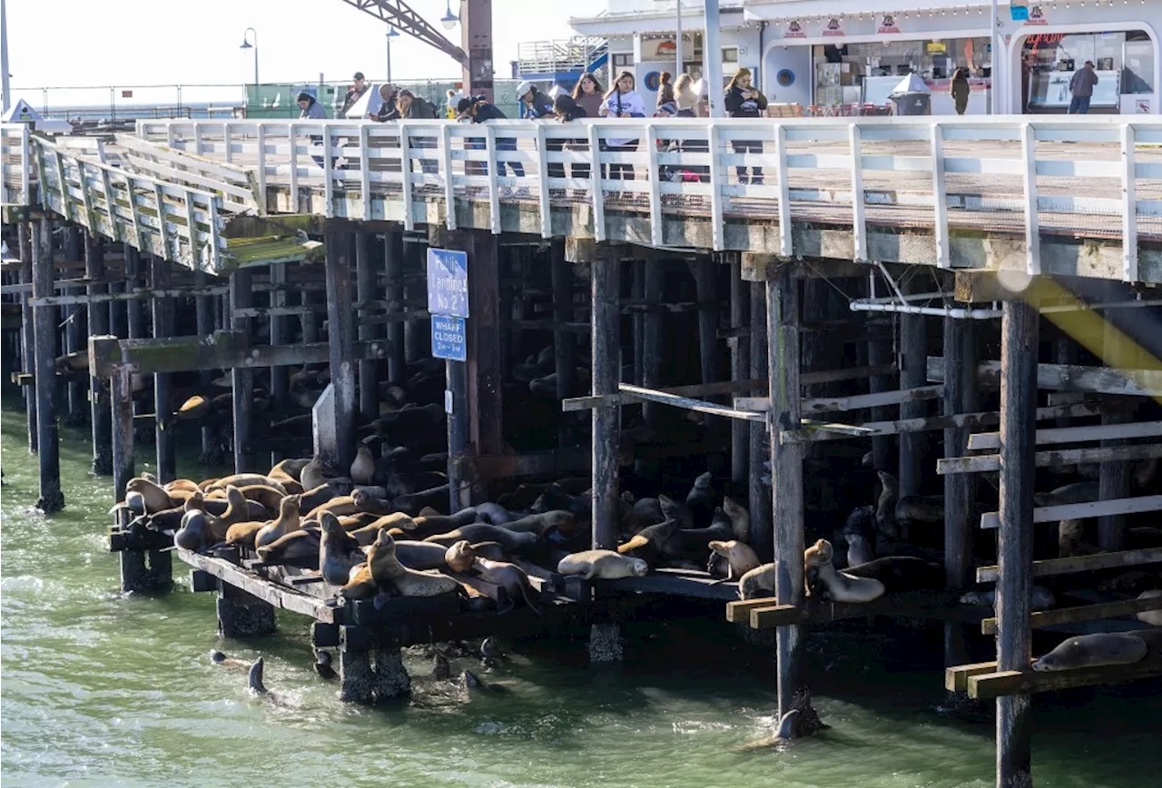 Sea Lions Adapt After Wharf Collapse at Santa Cruz