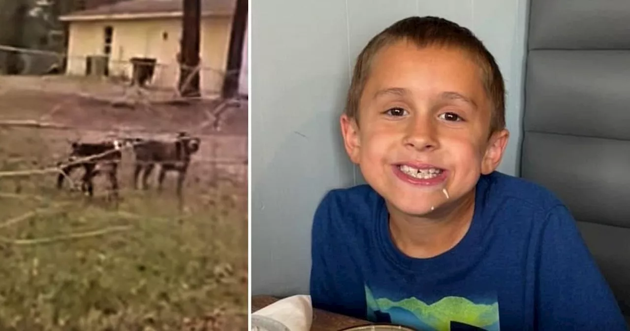 Boy, 8, Killed by Dogs While Riding Bike in Florida