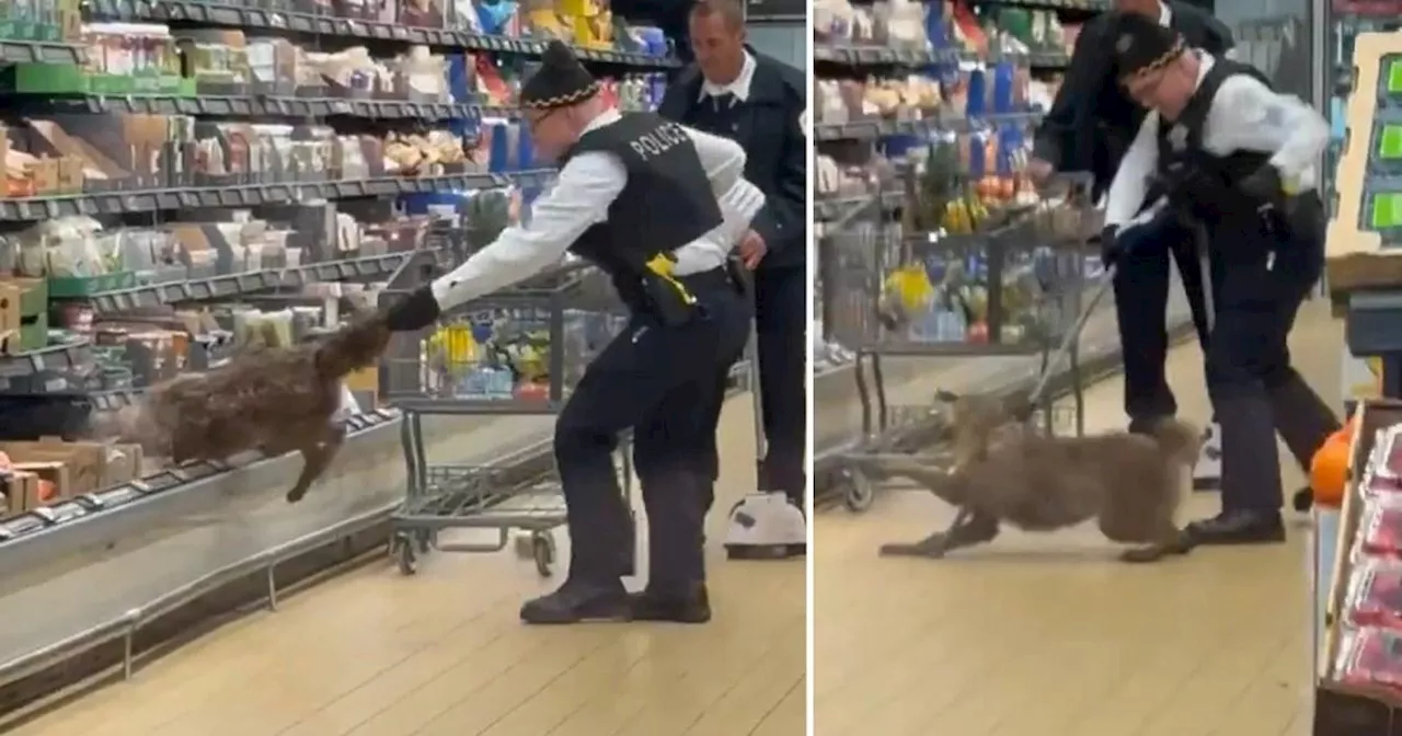 Coyote Pulled From Aldi Store Fridge in Shocking Scene