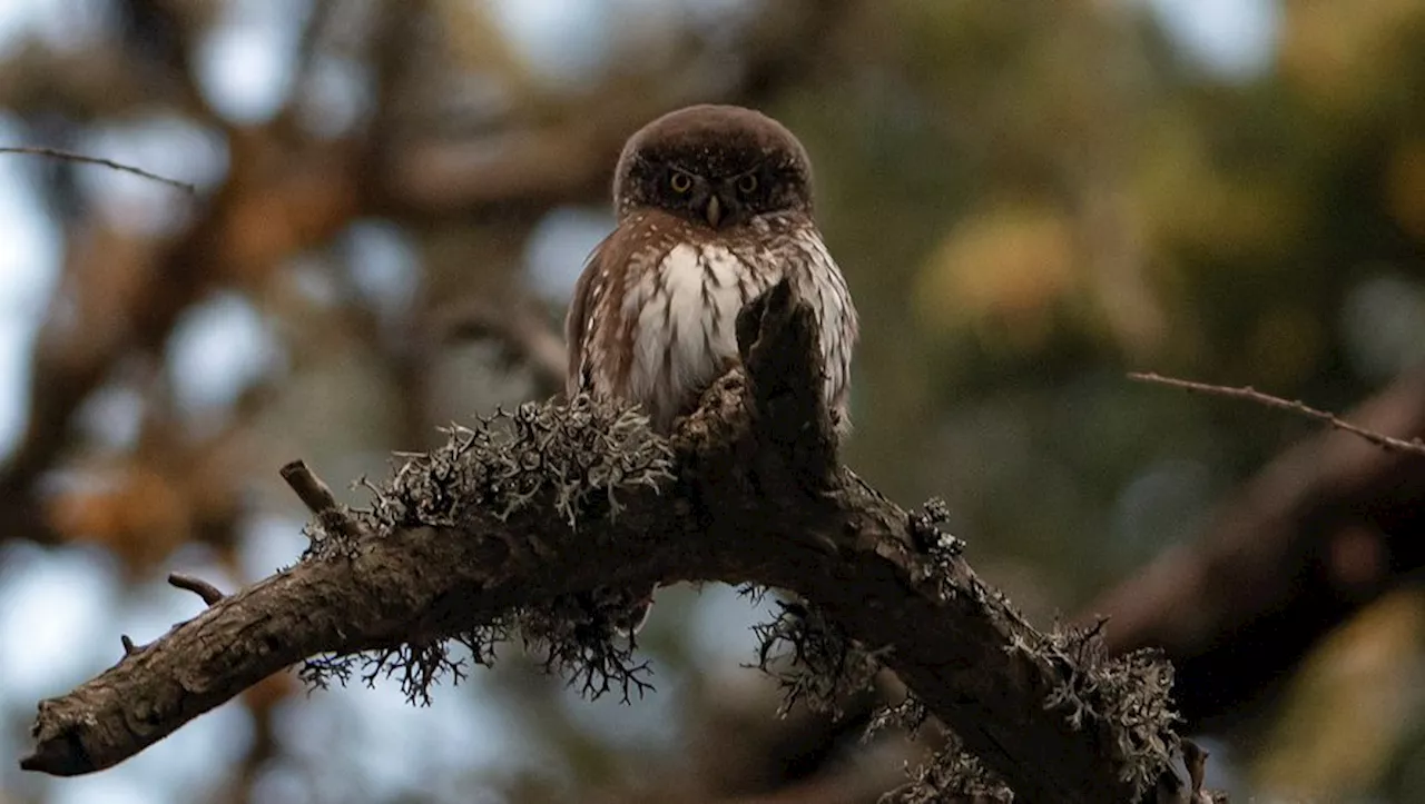 La chevêchette s'installe dans le Parc national des Cévennes