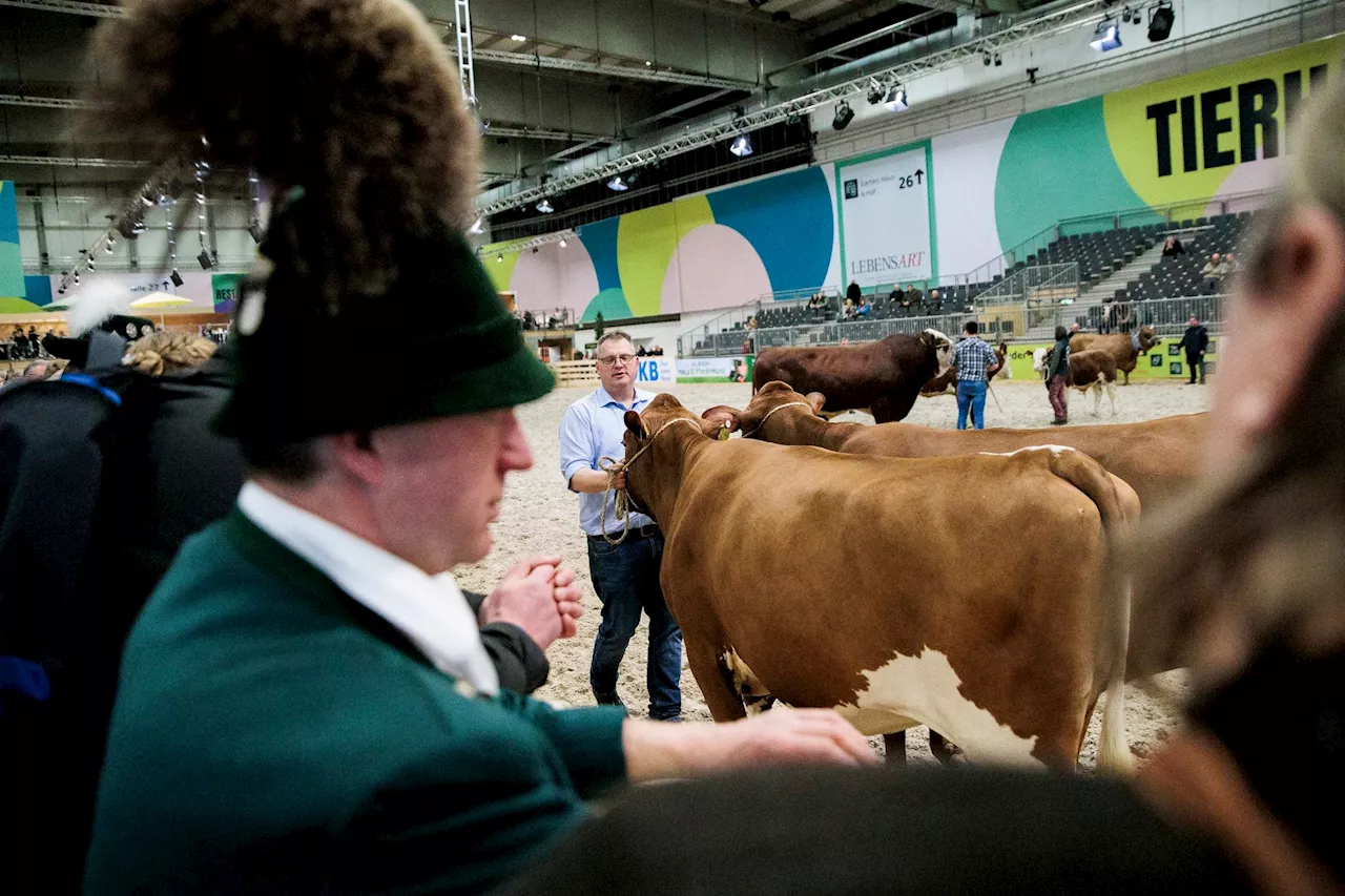 Maul- und Klauenseuche überschattet Grüne Woche - Kein Rind, kein Schaf, kein Alpaka