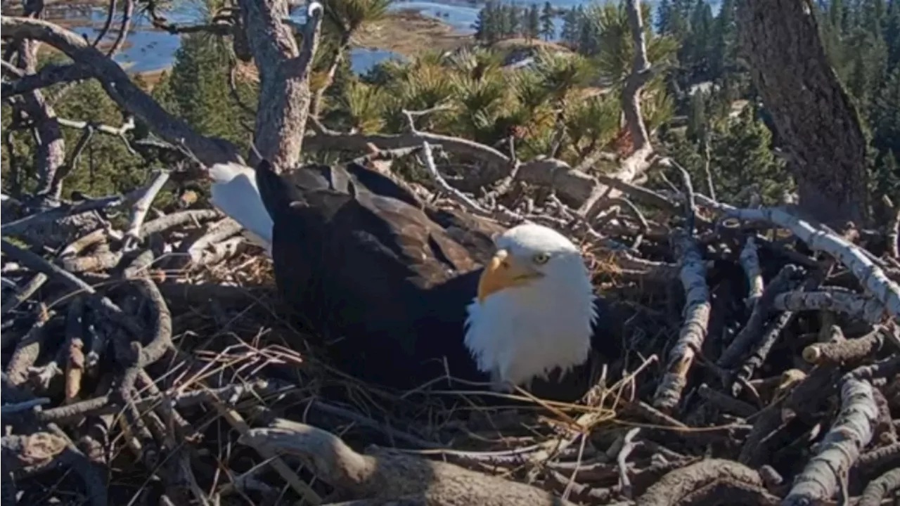 Big Bear Lake's Eagles Show Signs of Egg-Laying