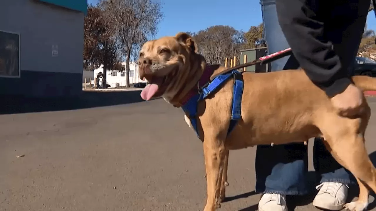 San Diego Humane Society Hosts Adoption Promotion to Help Wildfire-Displaced Animals