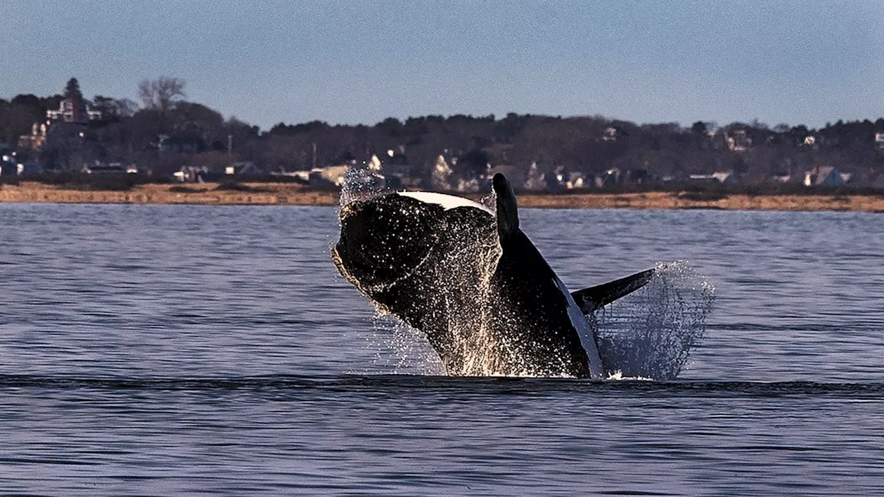 US Drops Proposal to Protect Endangered Whales from Ship Collisions