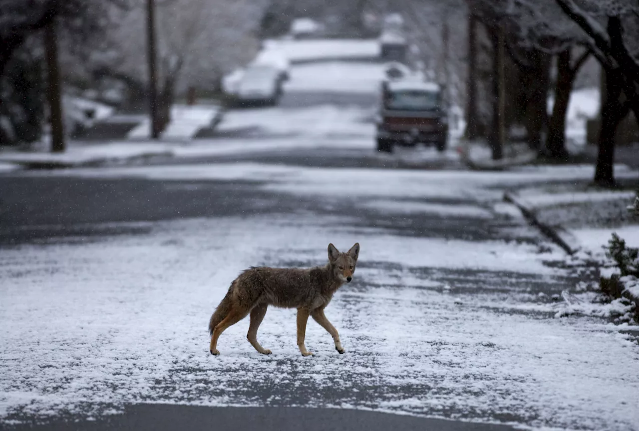 Coyotes Cause Chaos in Chicago During Mating Season