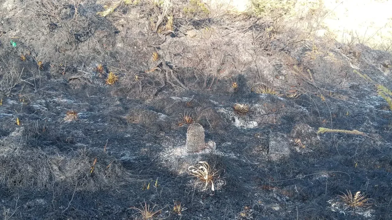 Incendio en el Parque Nacional Natural Chingaza controlado tras afectar 147 hectáreas