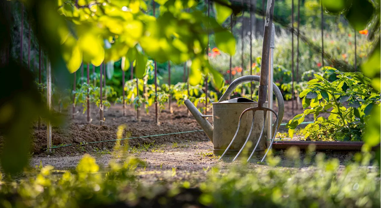 Jardinage selon la Lune : Un Guide pour des Plantes Plus Résistantes