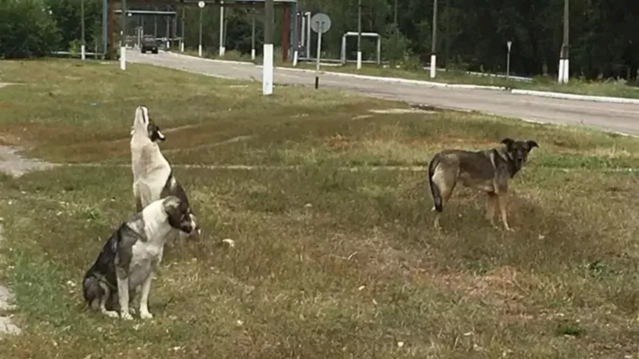 Estudio sobre perros de Chernóbil: Radiación no explica las diferencias genéticas