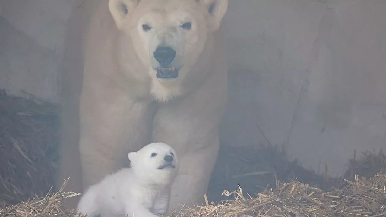 Endlich! Erstes Foto vom Karlsruher Eisbär-Baby