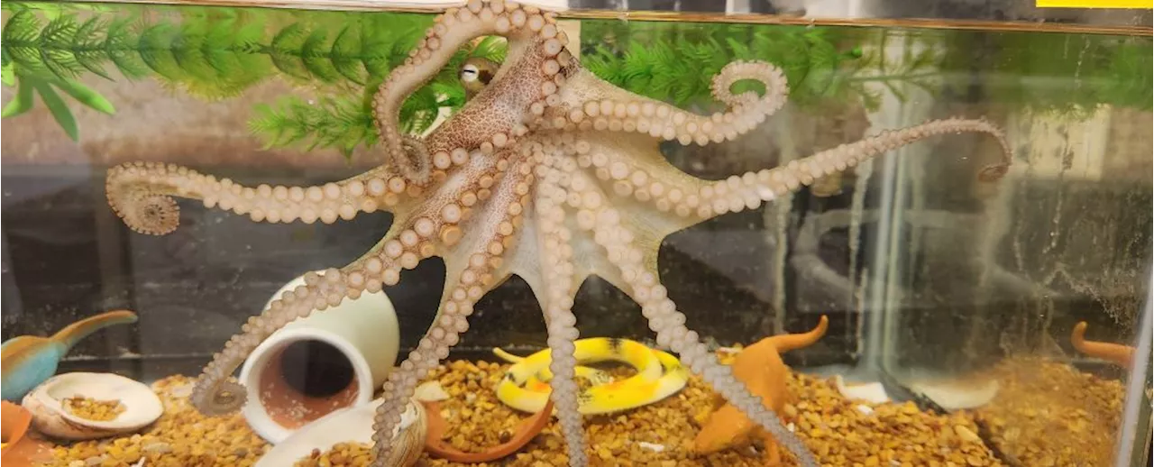 Octopus Arm Control: Segmented Nervous System Reveals Secrets of Dexterity