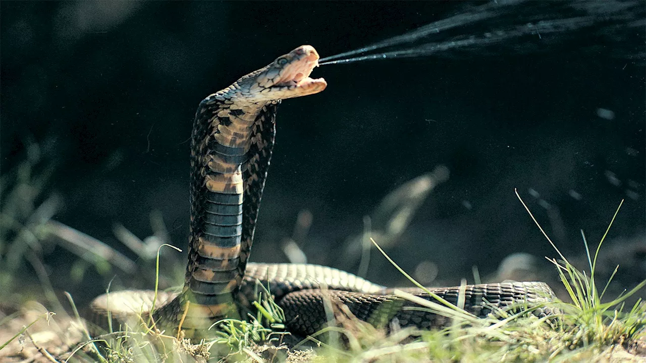 Lethal snake venom may be countered by new AI-designed proteins 