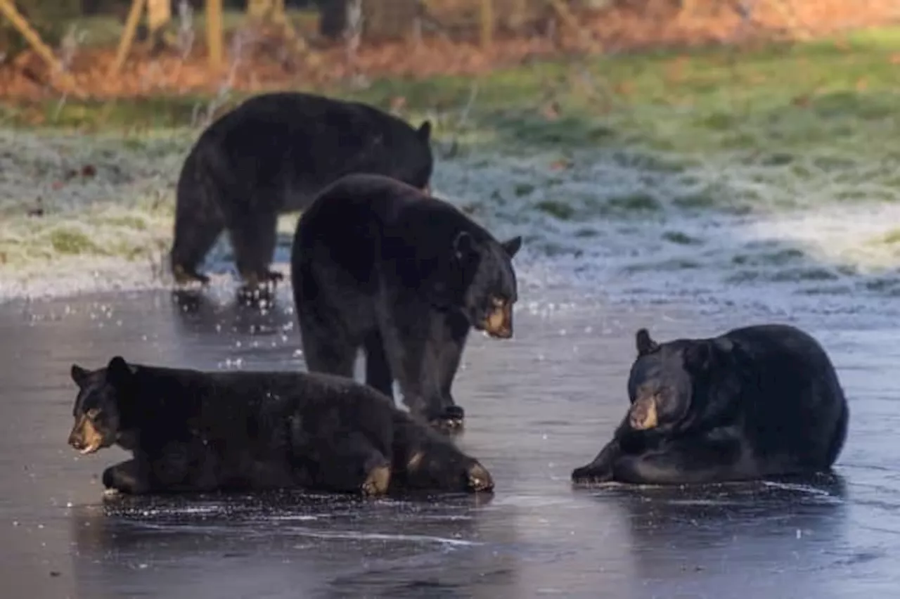 Bears Confused Then Excitedly Slide on Frozen Lake