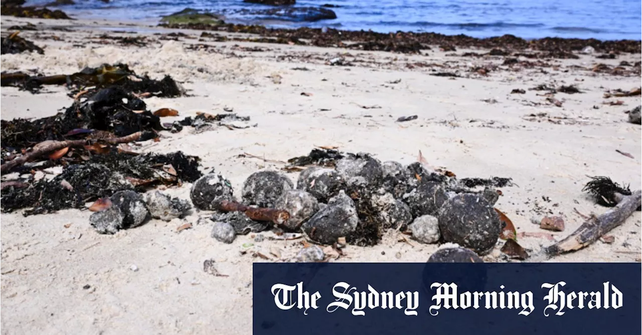 Sydney Beach Closures Spark Sewage System Rethink