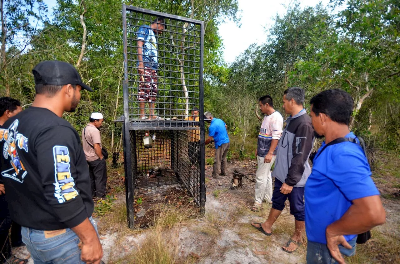 Hunt Intensified for Mother Bear and Cub Roaming Terengganu Village