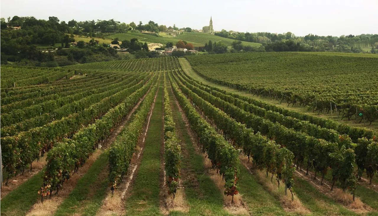 Quand la biodiversité dans les vignes améliore la qualité des vins